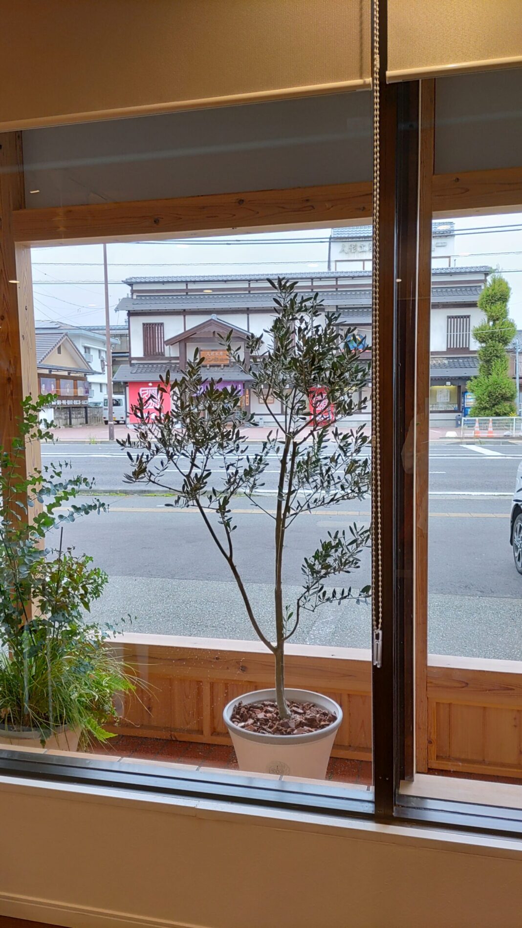 長野店のオリーブ