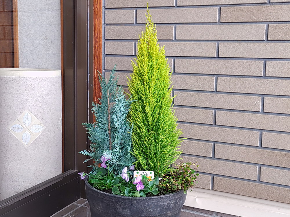 新入りの寄せ植え