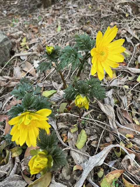 春を呼ぶ花