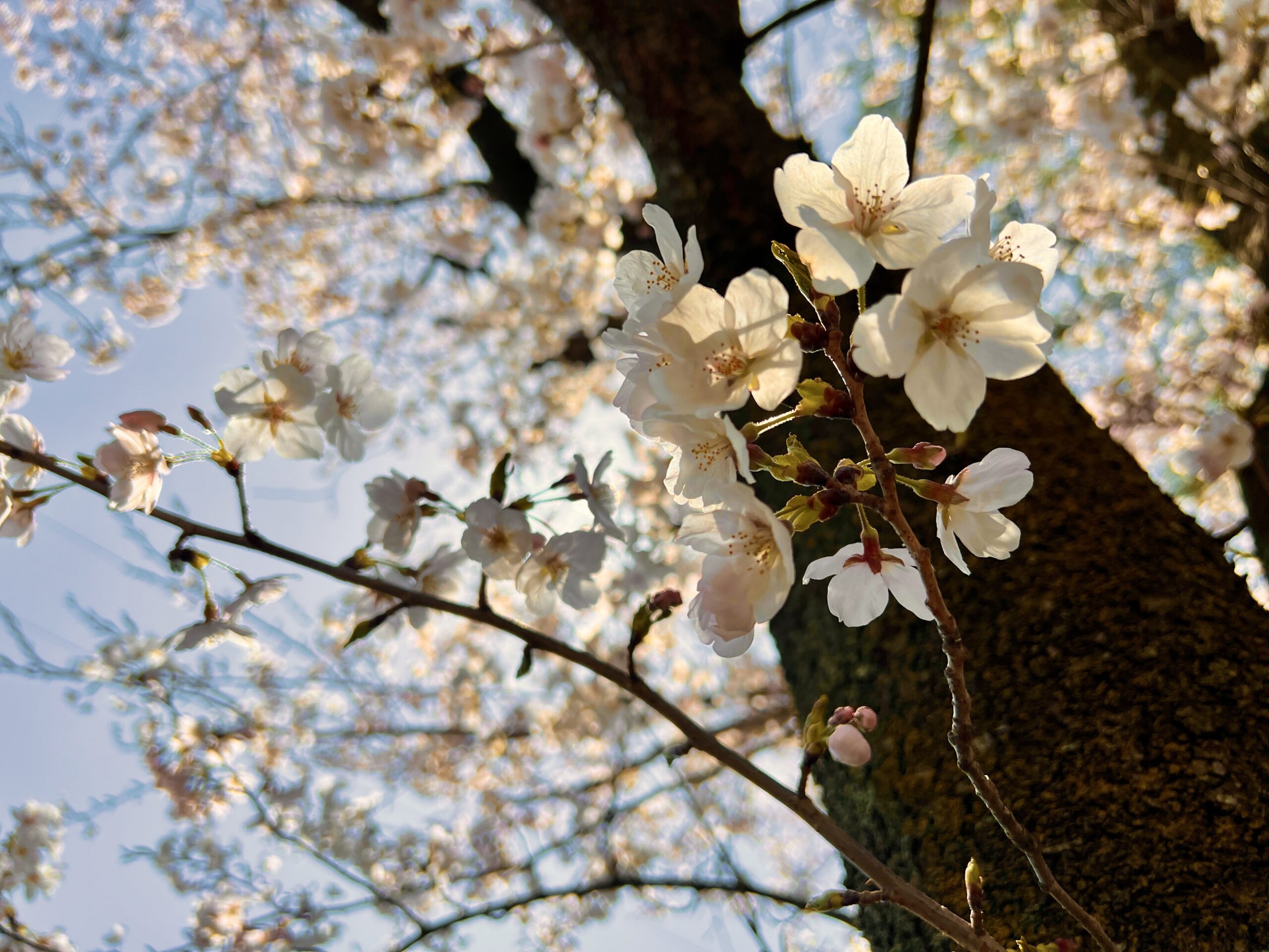 おめでとう